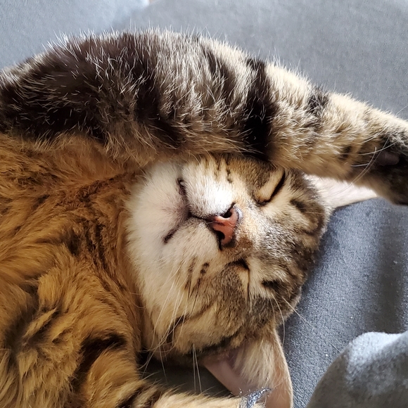 🦄Welcome to my closet!🦄 - Picture 4 of 7